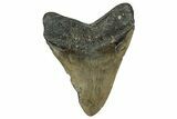 Serrated, Fossil Megalodon Tooth - North Carolina #355830-2